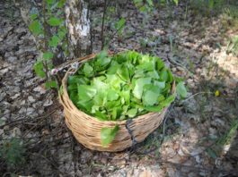Майские березовые листья — эликсир жизненных сил и крепкого здоровья