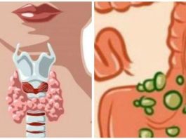 Кишечник и щитовидная железа — органы, которые связаны теснее, чем вы думали
