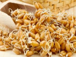 Проросшая пшеница способна вылечить весь организм!